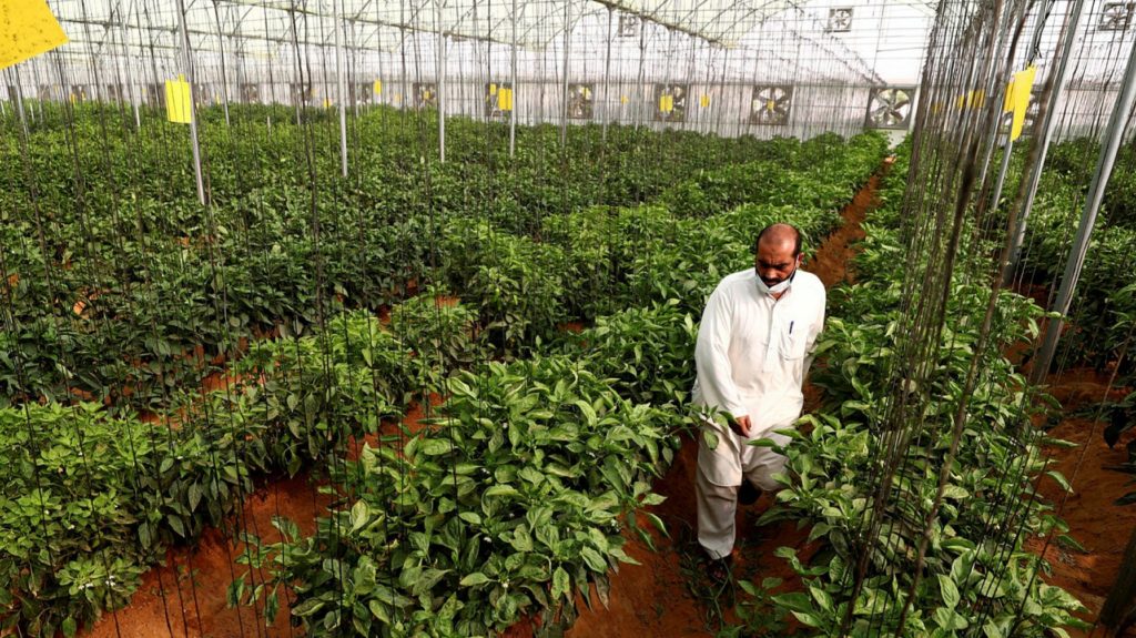 UAE to expand agricultural investment abroad to boost food security
