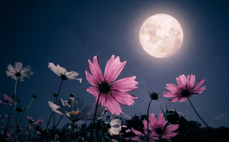 UAE Residents Gear Up to Witness the Dazzling Flower Moon