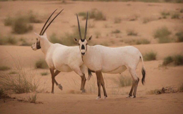 UAE Announces Nine Key Biodiversity Areas